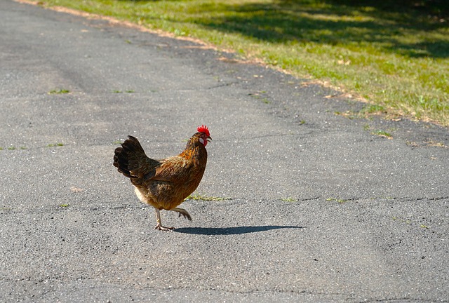 chicken